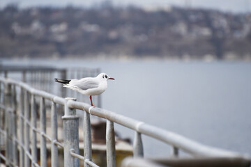 Sea-gull sitting , rainy weather at the river