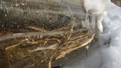 frozen grass by the river