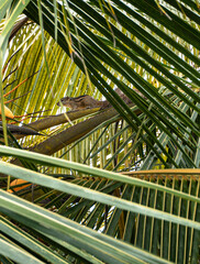 Wiewiórka na gałęzi palmy kokosowej. - obrazy, fototapety, plakaty