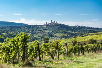 Fototapeta na wymiar Vineyard with San Gimignano and its towers on a hilltop under a blue sky