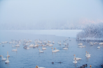 Wintering of white swans trumpeters in the morning fog on an ice-free lake