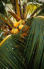 Owoce palmy kokosowej na drzewie, tropikalne jedzenie.