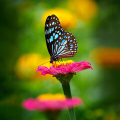 Butterfly Blue Tiger or Danaid Tirumala limniace on a pink zinnia flower with dark yellow green blurred bokeh background
