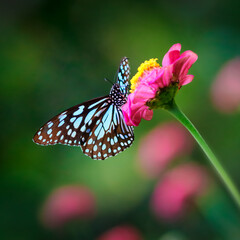 Butterfly Blue Tiger or Danaid Tirumala limniace on a pink zinnia flower with dark green pink blurred bokeh background