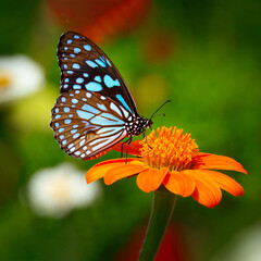 Butterfly Blue Tiger or Danaid Tirumala limniace on red sunflower or Mexican sunflower (Tithonia rotundifolia), with green yellow blurred bokeh background	

