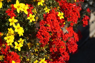 Big insect flying around red and yellow flowers