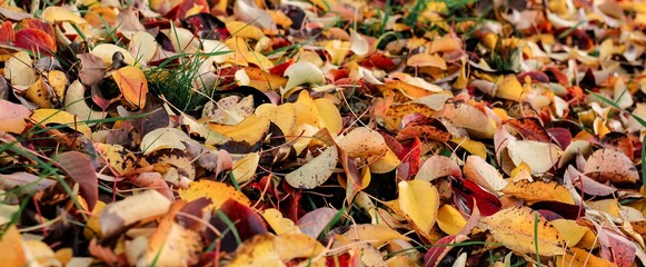Autumn fallen bright colorful leaves. Seasonal background. The foliage of a pear tree. Selective focus. Banner.	