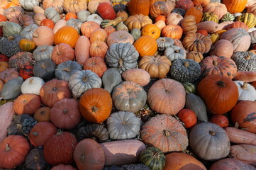 Harvest of pumpkins in autumn