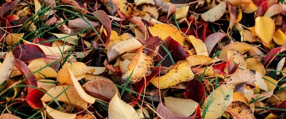 Autumn fallen bright colorful leaves. Seasonal background. The foliage of a pear tree. Selective focus. Banner.	