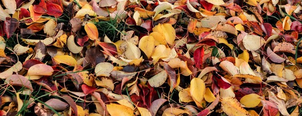 Autumn fallen bright colorful leaves. Seasonal background. The foliage of a pear tree. Selective focus. Banner.	