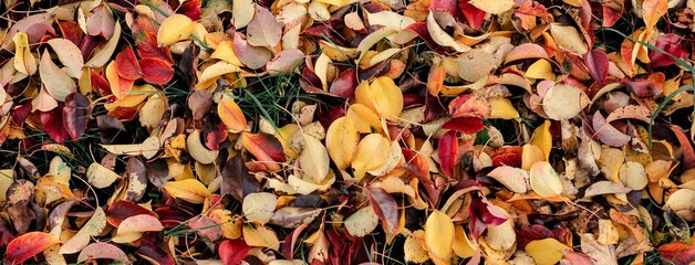 Autumn fallen bright colorful leaves. Seasonal background. The foliage of a pear tree. Selective focus. Banner.	