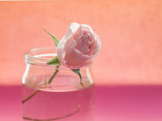 one flower, a rose in a glass vase with water on a pink background copy space