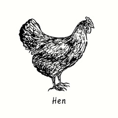 Hen side view. Ink black and white doodle drawing in woodcut outline style. Vector illustration