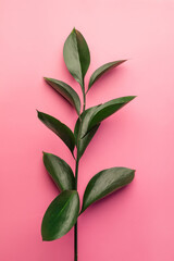 Fototapeta na wymiar plants with green leaves on a pink background. beautiful green flower, vertical image