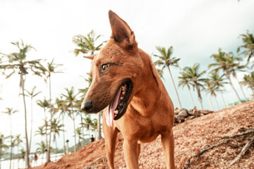 Fototapeta Brązowy dziki pies na tle palm i nieba. obraz