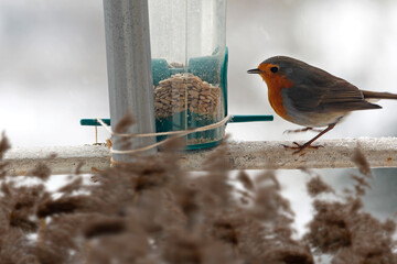 Robin redbreast with bird seed, feeding place on balcony. 