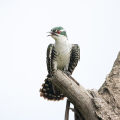 Kruger National Park: Diderick cuckoo portrait