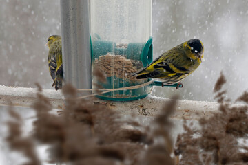 Siskin Carduelis spinus with bird seed, feeding place, snow in winter on balcony. 