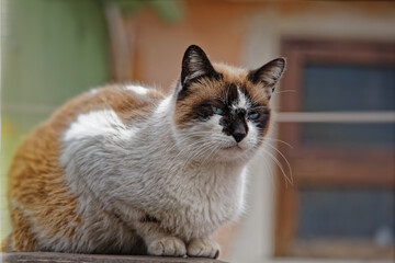 Affascinante mondo felino