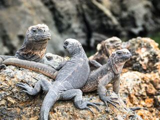 Obraz premium island land iguana