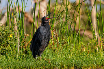 Black Heron (Egretta ardesiaca) hunting in a lake in Zimanga Game Reserve in South Africa