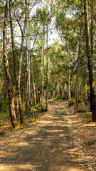 A landscape view of forest trails winding through tall eucalyptus trees.