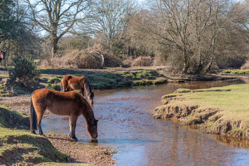 cows in the water