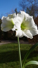 Fototapeta premium amaryllis blooms in spring