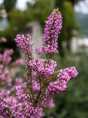 flowers in the garden