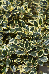 Variegated English Holly