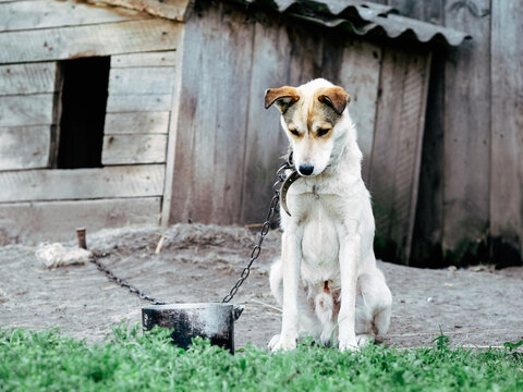 Sad, hungry, thin and lonely dog in chain sitting outside dog house. Concept of animal abuse