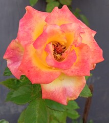 Reddish orange roses