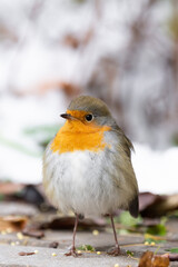 cute redbreast sitting in the snow.