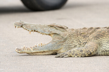 Naklejka premium Kruger National Park: Crocodile blocking road