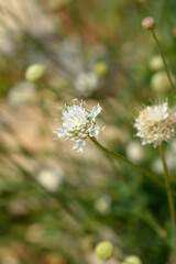 Giant scabious