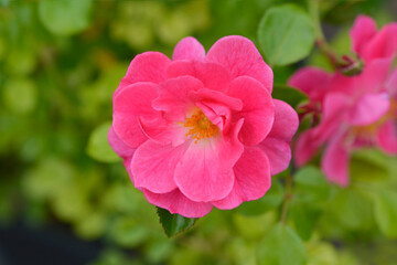 Magic Meidiland Rose