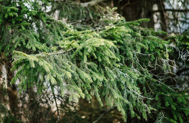 Branches of spruce.