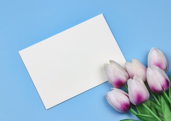 flat lay of purple - white  tulip flowers and blank paper card  on blue background with copy space for text