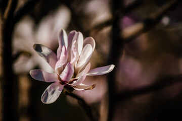  Magnolia blossom