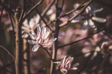 buds of magnolia