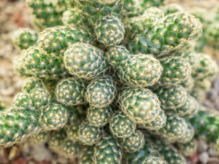 Close up with Mammillaria elongata, the gold lace cactus or ladyfinger cactus flowering plant