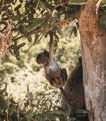 A young baby baboon hanging from a tree in the African bushveld