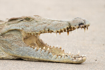 Obraz premium crocodile head close up
