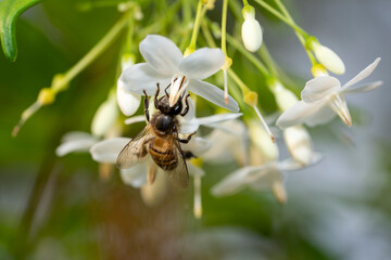 Bee flying collecting pollen at white flower. Bee flying over the white flower in natural green blur background.