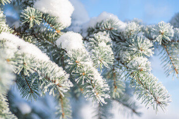 Close-up, tree branch in the snow