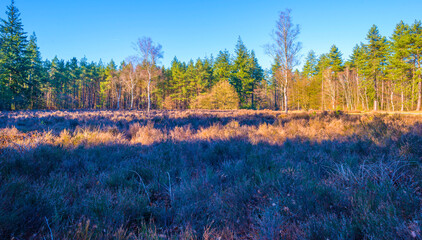 Sunlit pines in a colorful forest in bright sunlight in winter, Baarn, Lage Vuursche, Utrecht, The Netherlands, February 28, 2021