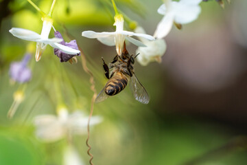 Bee flying collecting pollen at white flower. Bee flying over the white flower in natural green blur background.