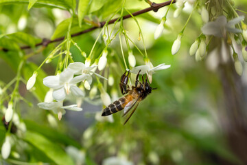 Bee collecting pollen at white flower. Bee flying over the white flower in natural blur background.