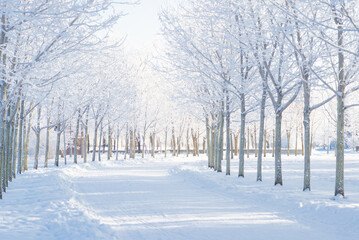 Obraz premium Winter landscape, trees in the snow