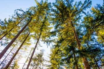 Sunlit pines in a colorful forest in bright sunlight in winter, Baarn, Lage Vuursche, Utrecht, The Netherlands, February 28, 2021
